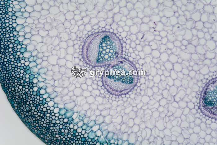 Pétiole de Fougère (rachis)  - détail CT x25 - gryphea.com